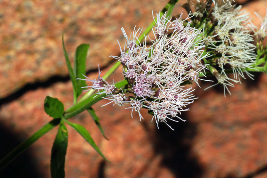 Valeriana - no, Eupatorium cannabinum s.l.